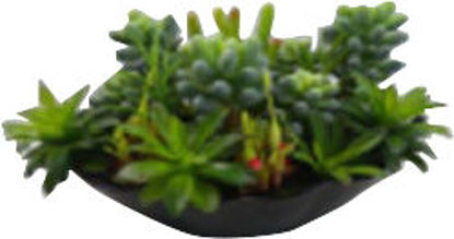 Immagine di Ciotola piante grasse h.cm.21_2                                                                                                                                                                                                                                                                                                                                                                                                                                                                                     