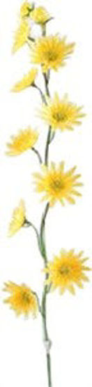 Immagine di Gambo di fiori piccoli gialli                                                                                                                                                                                                                                                                                                                                                                                                                                                                                       