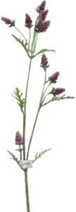 Immagine di Gambo fiori piccoli viola                                                                                                                                                                                                                                                                                                                                                                                                                                                                                           
